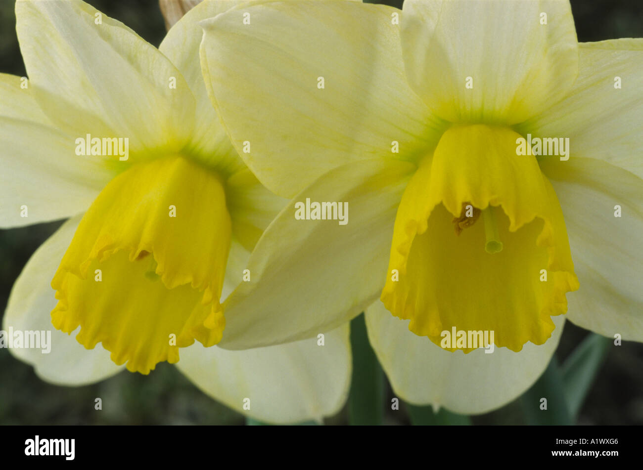 Narcissus 'Greenlet'. Division six 6 Cyclamineus Daffodil. Stock Photo