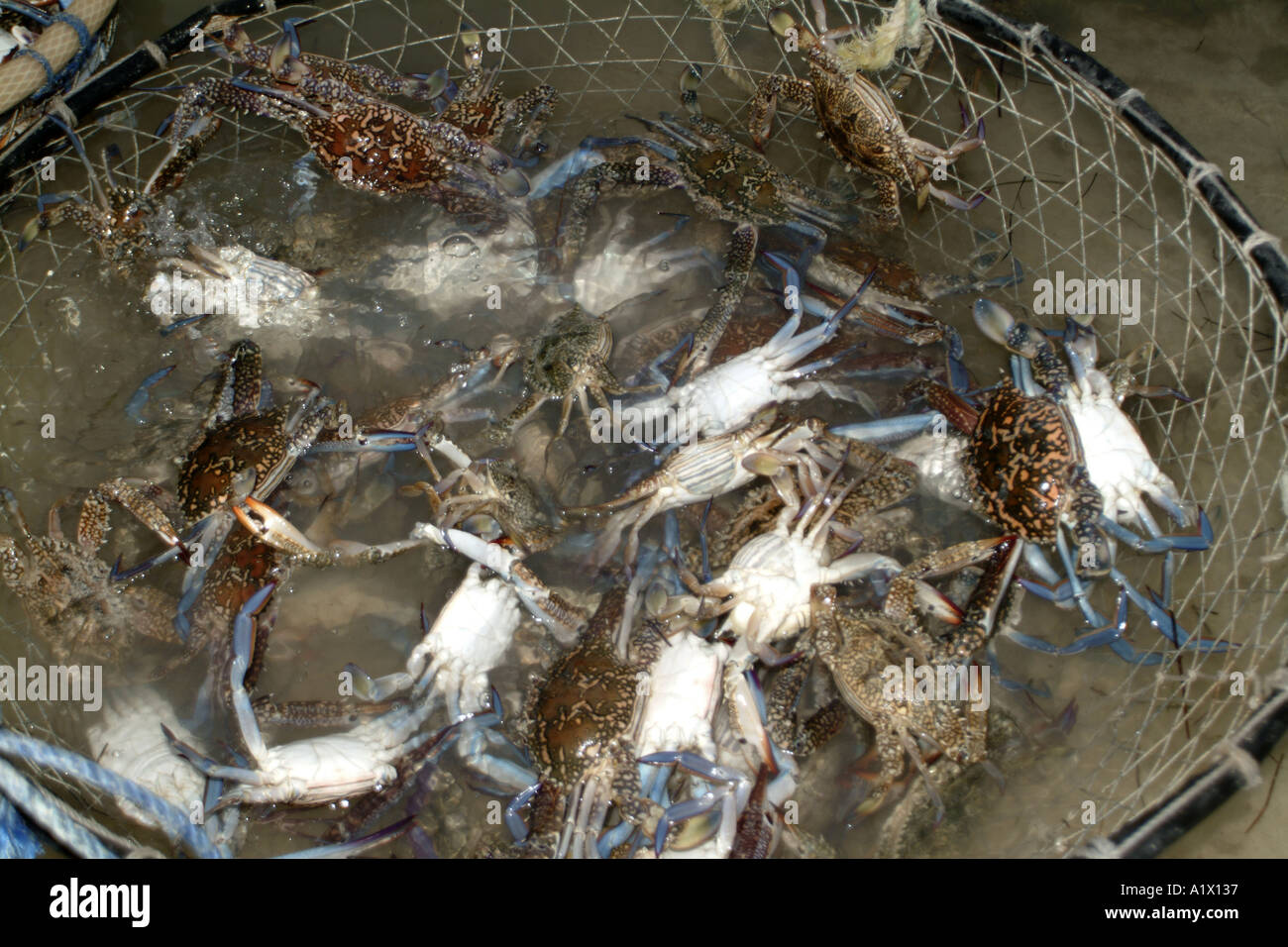 Crabs Abu Dhabi UAE Stock Photo Alamy