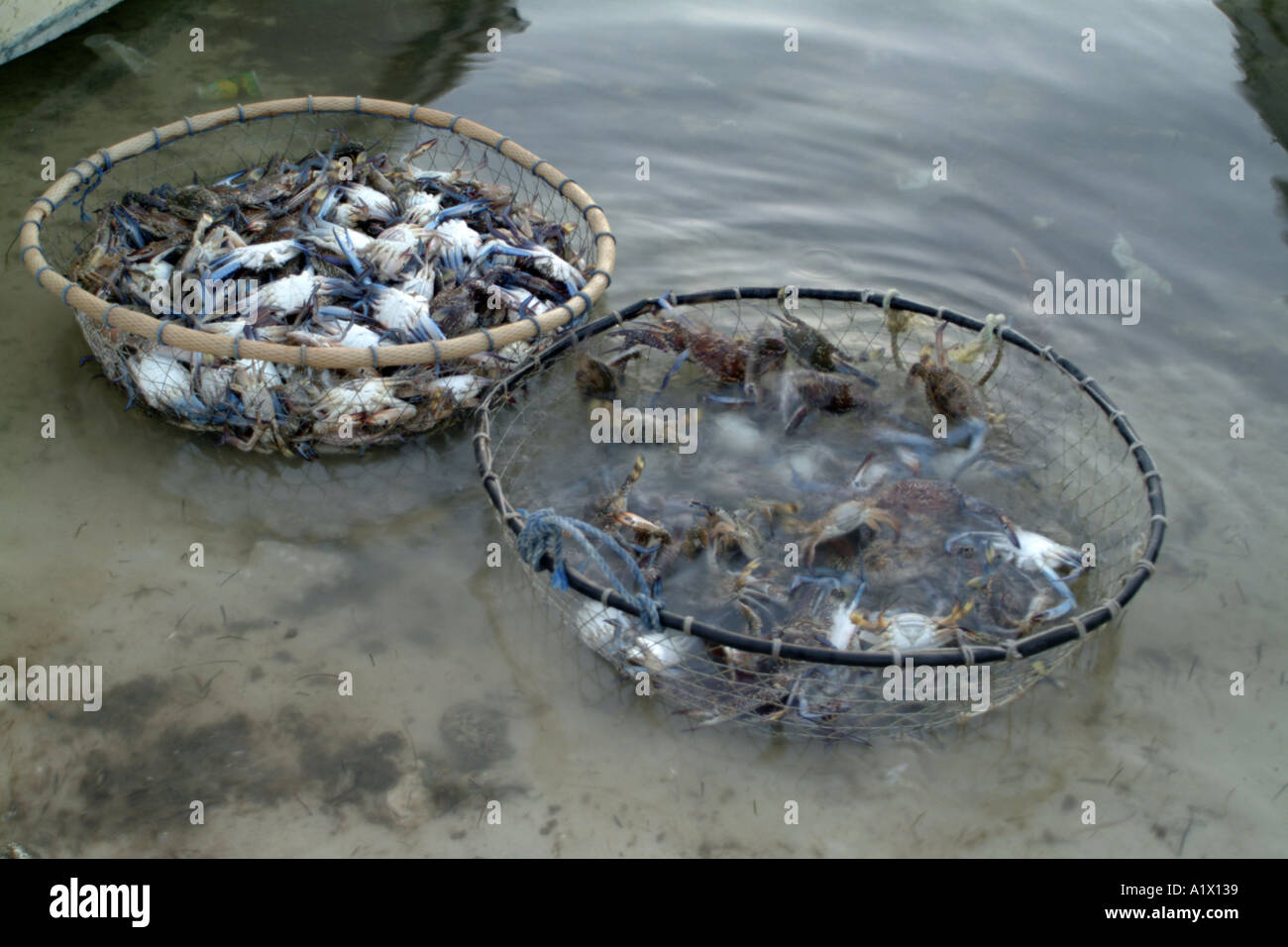 Crab Fishing Abu Dhabi UAE Stock Photo Alamy