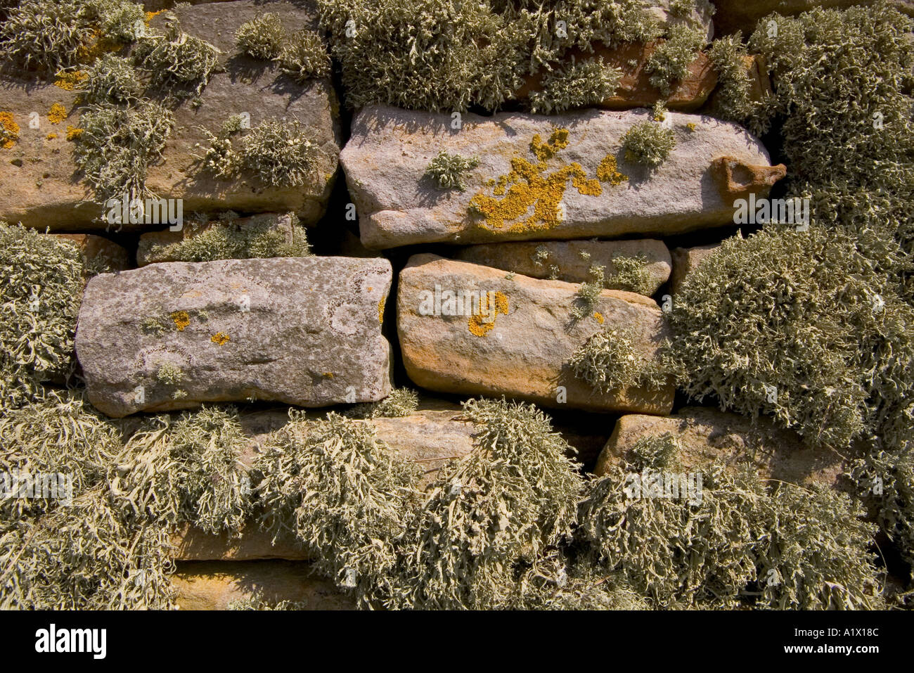 dh  LICHEN UK Fungi Lichen stone walled fishermens hut wall uk scottish building fungus Stock Photo