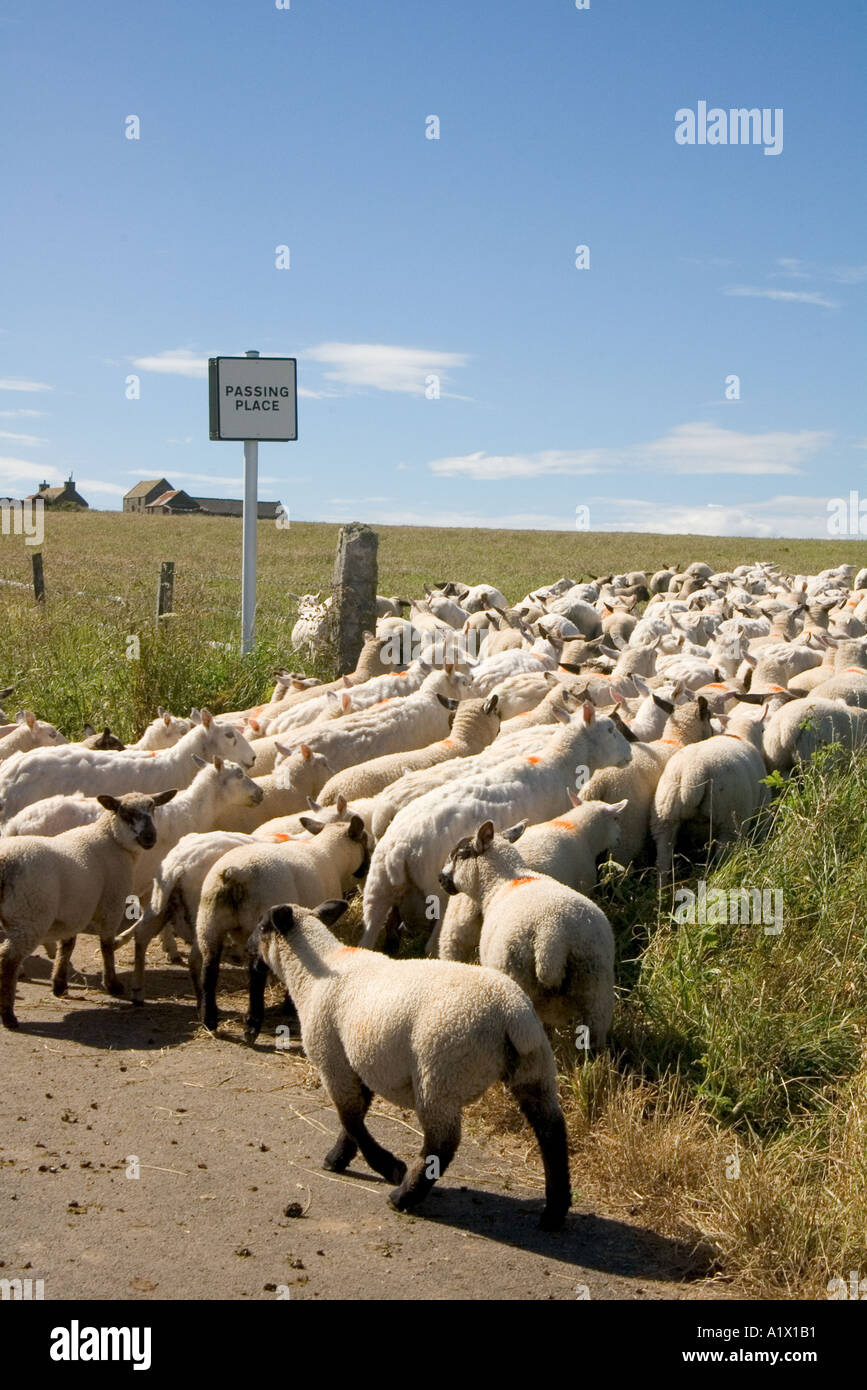 dh Sheep ANIMALS UK Flock entering field Passing Place signpost enter
