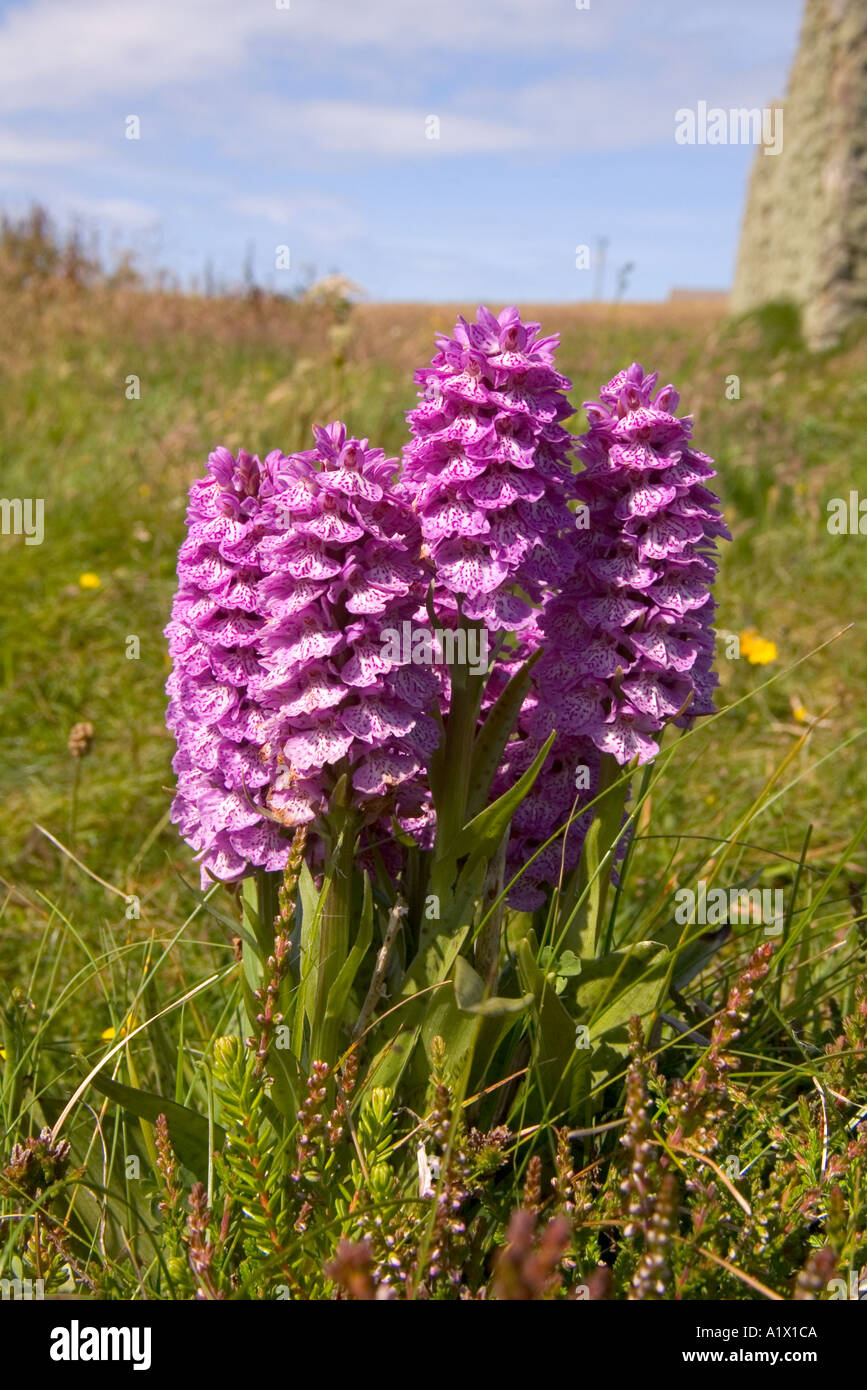 dh Heath spotted orchid ORCHIDS FLORA Dactylorhiza maculata bunch Orphir Orkney Stock Photo