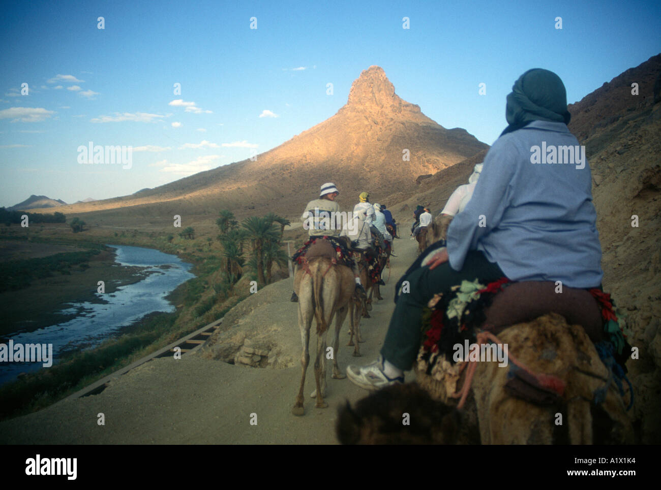 Camel trekking Sahara desert near Zagora Morocco north Africa Stock ...