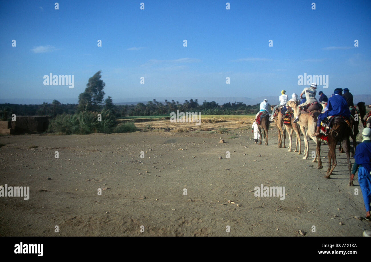 Camel trekking Sahara desert near Zagora Morocco north Africa Stock ...
