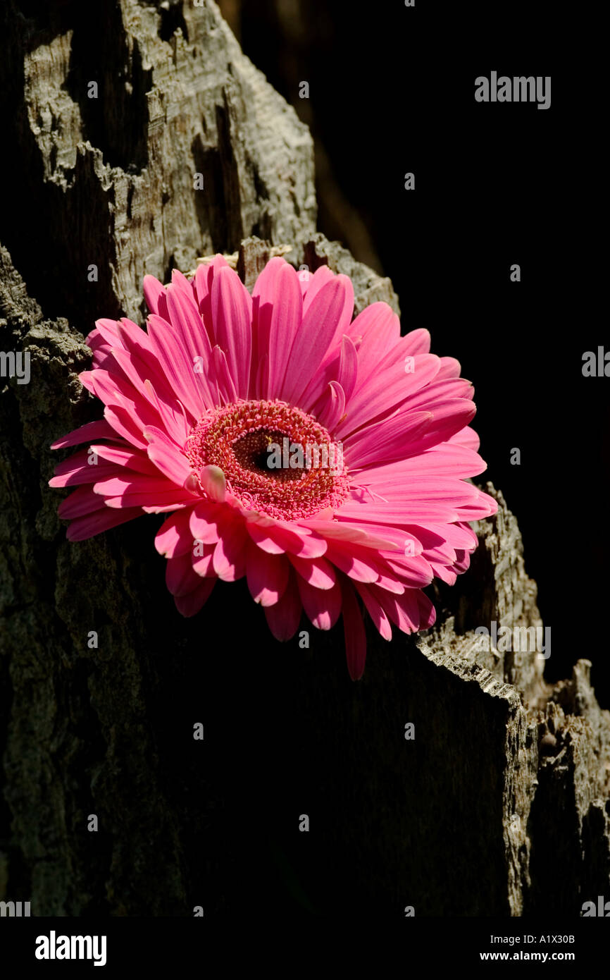 biotanical-hi-res-stock-photography-and-images-alamy