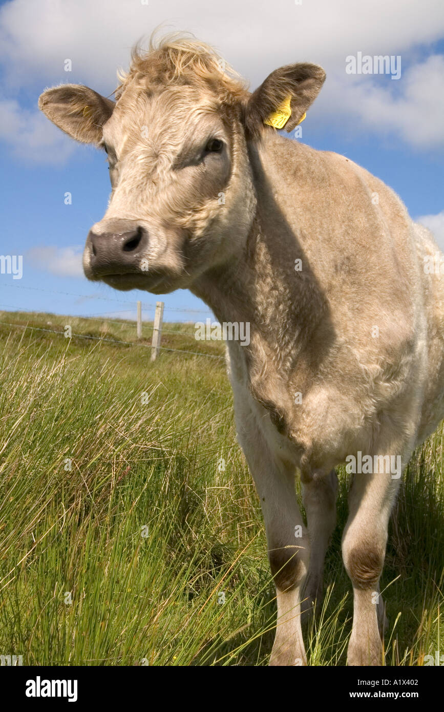 dh Beef cows ANIMALS UK Young inquisitive mother cow white farm animal  bovinae domestic uk bovine Stock Photo - Alamy