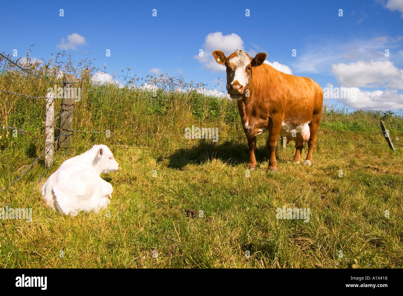 dh Beef cow and calf ANIMALS UK Newly born white calf with mother new