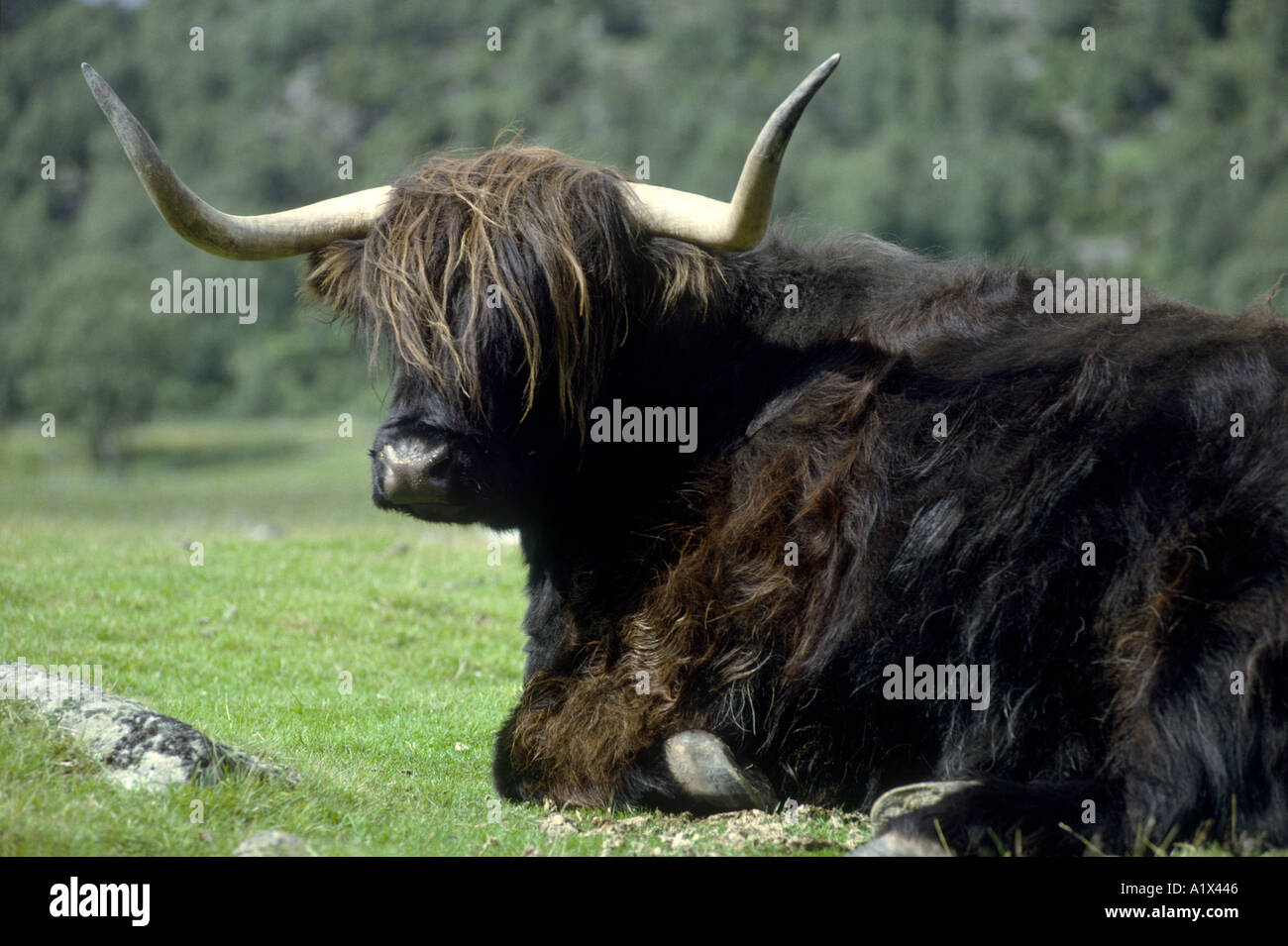 Scottish Black Highland Cattle Stock Photo - Alamy