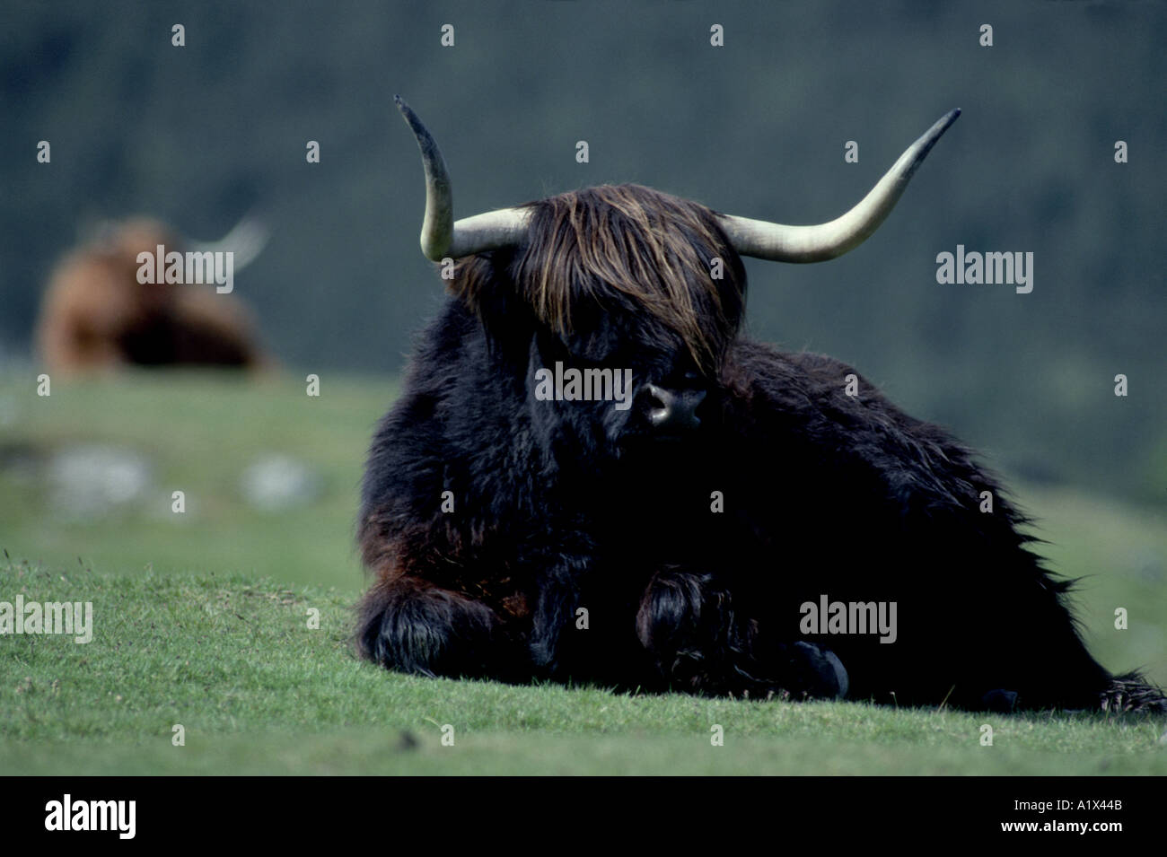 Scottish Black Highland Cattle Stock Photo - Alamy