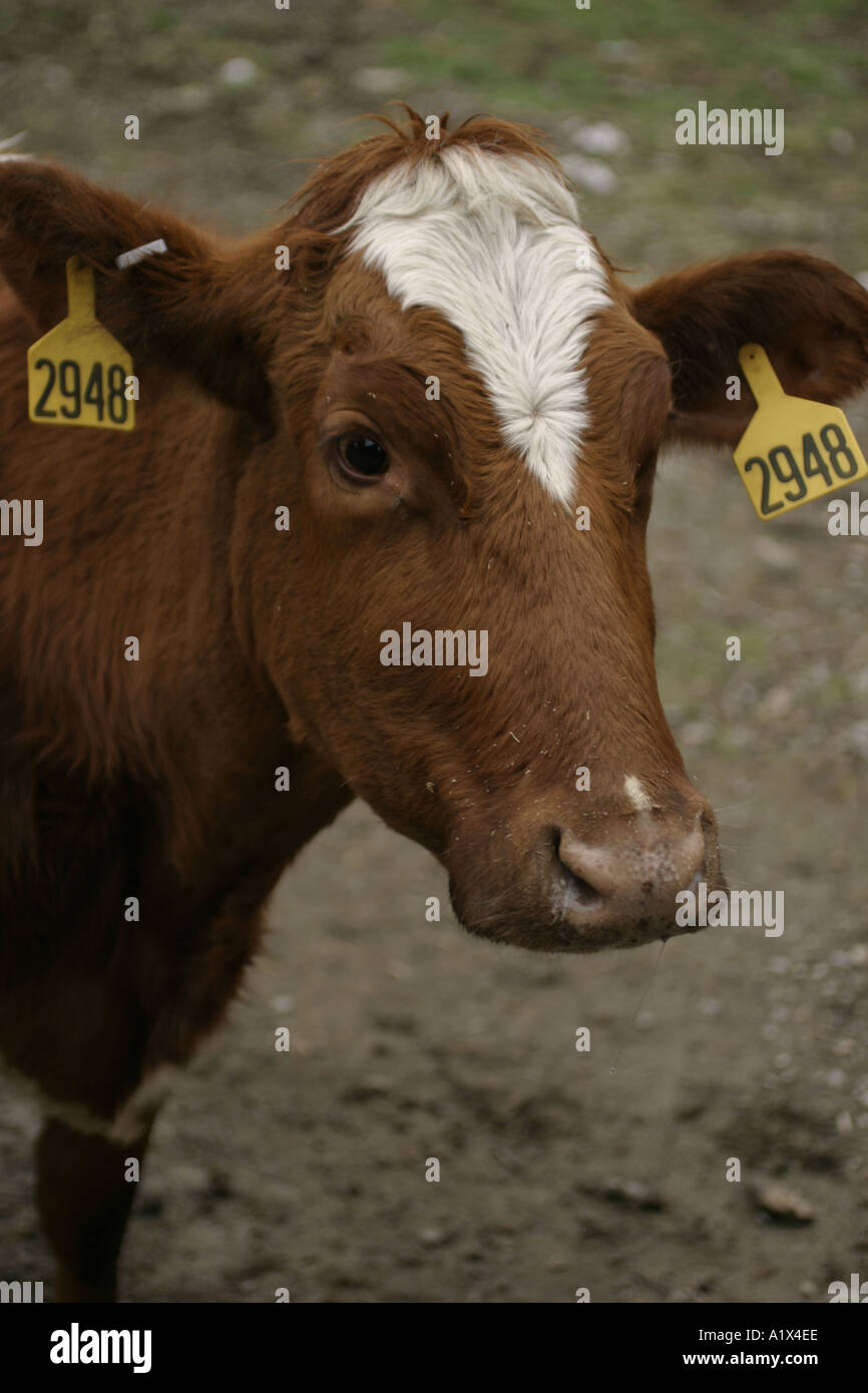 Female jersey cow hi-res stock photography and images - Alamy