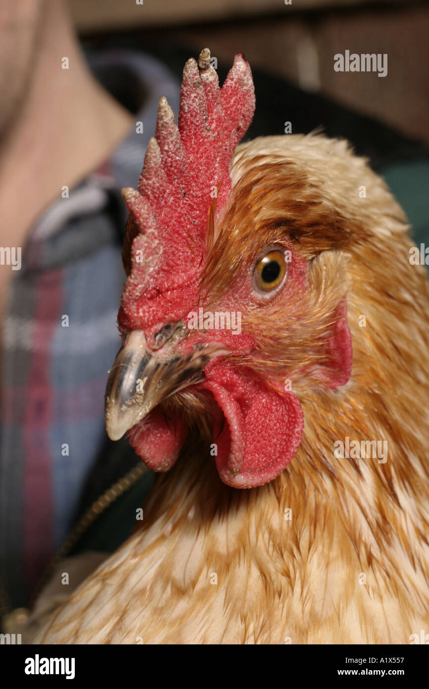 City rooster hires stock photography and images Alamy