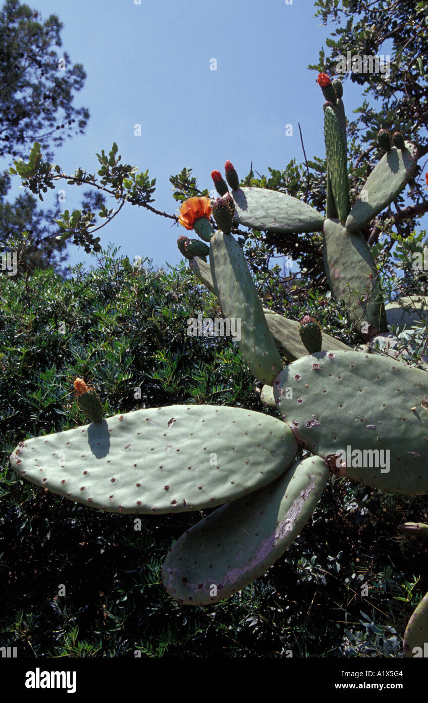 tiger cactus Tiger ‘Aloe variegata’ (Gonialoe variegata) main image 0