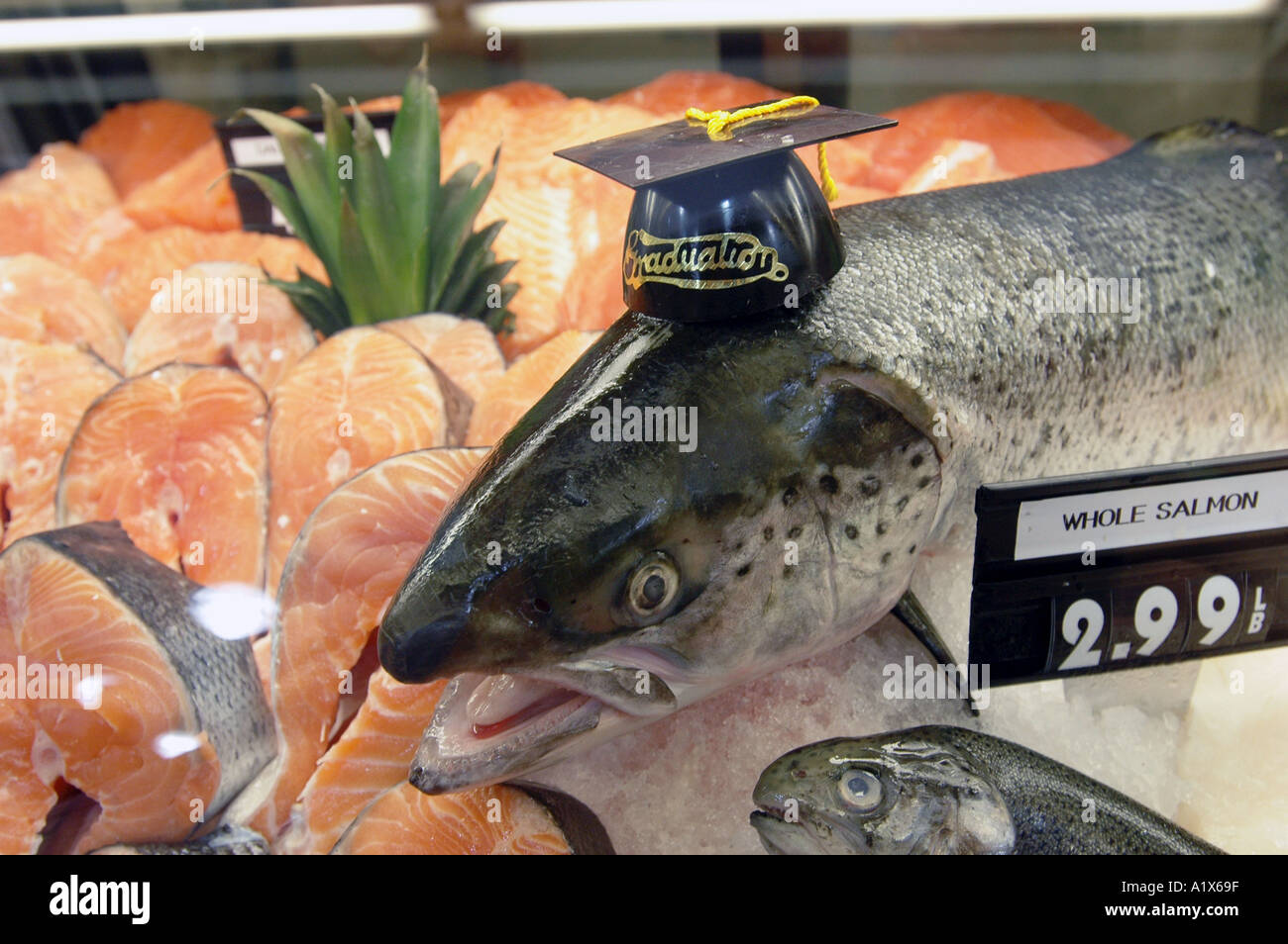 Fresh Salmon In Cooler Wearing Graduation Cap Mortar Board Humor Stock Photo Alamy