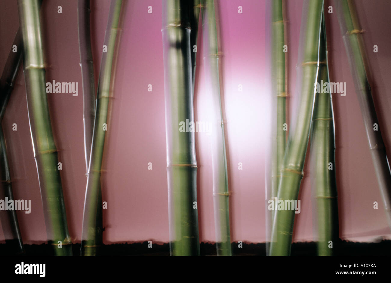 Bamboo composition. Stock Photo