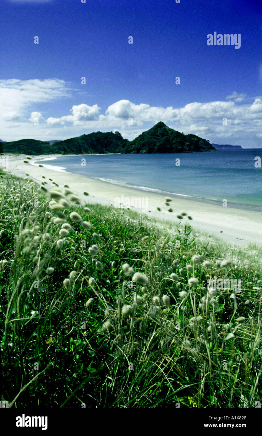 Medland's Beach at Great Barrier island New Zealand Stock Photo Alamy