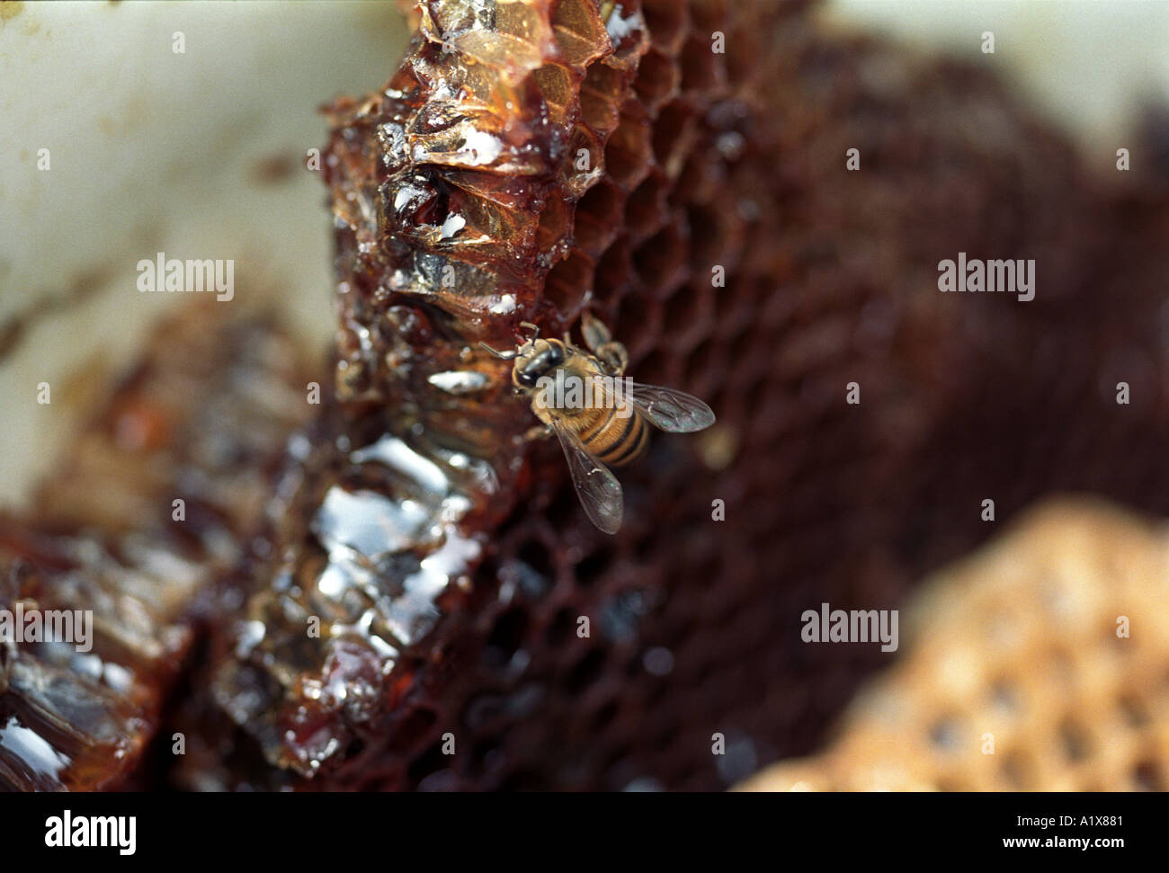 African killer bee hires stock photography and images Alamy