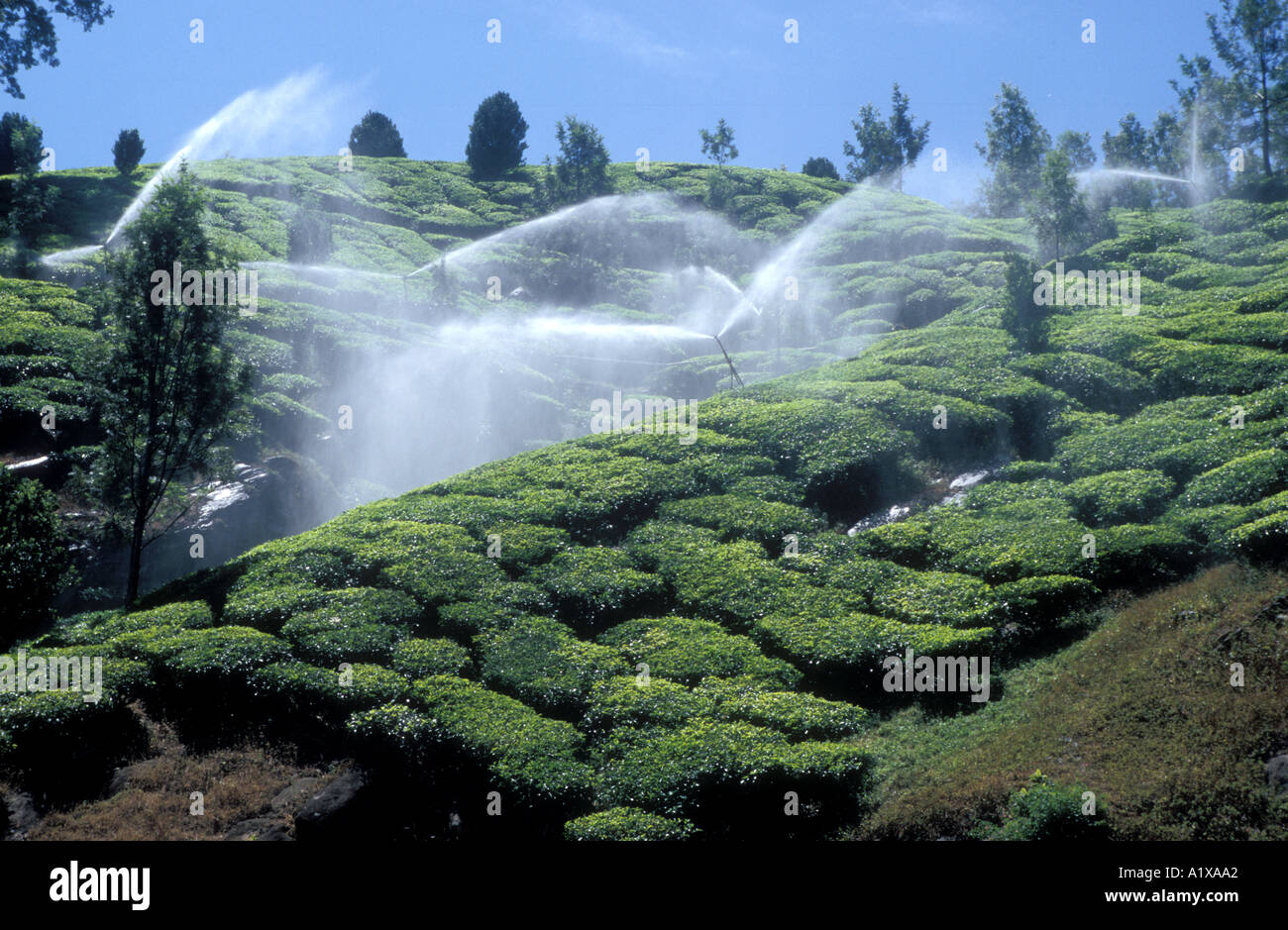 irrigation of tea gardens India Stock Photo Alamy