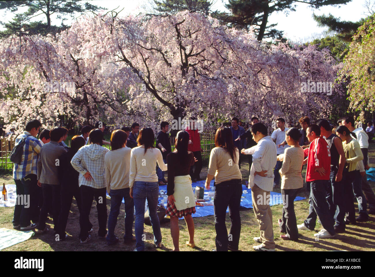 Students drinking and celebrating the springtime blossom in Kyoto park Japan Stock Photo