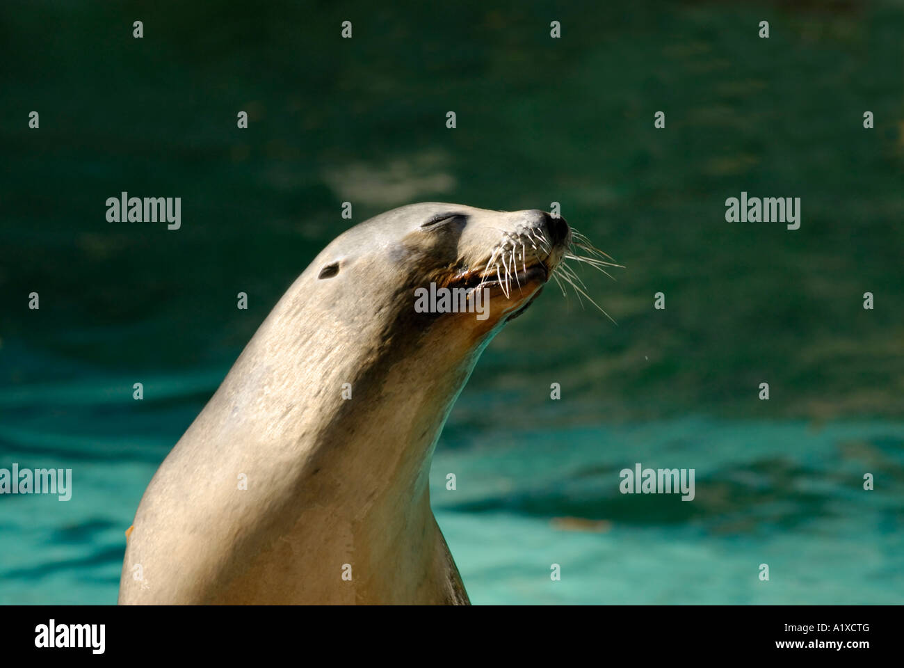 A California "sea lion" Zalophus californianus at the National Zoo in Washington DC Stock Photo