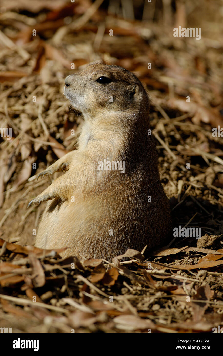 Black tailed 'prairie dog', Cynomys ludovicianus Stock Photo