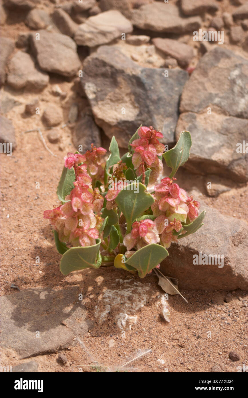 Mountain flowers at Hathor Temple at Sarabit al Khadim Sinai Peninsula Egypt Stock Photo