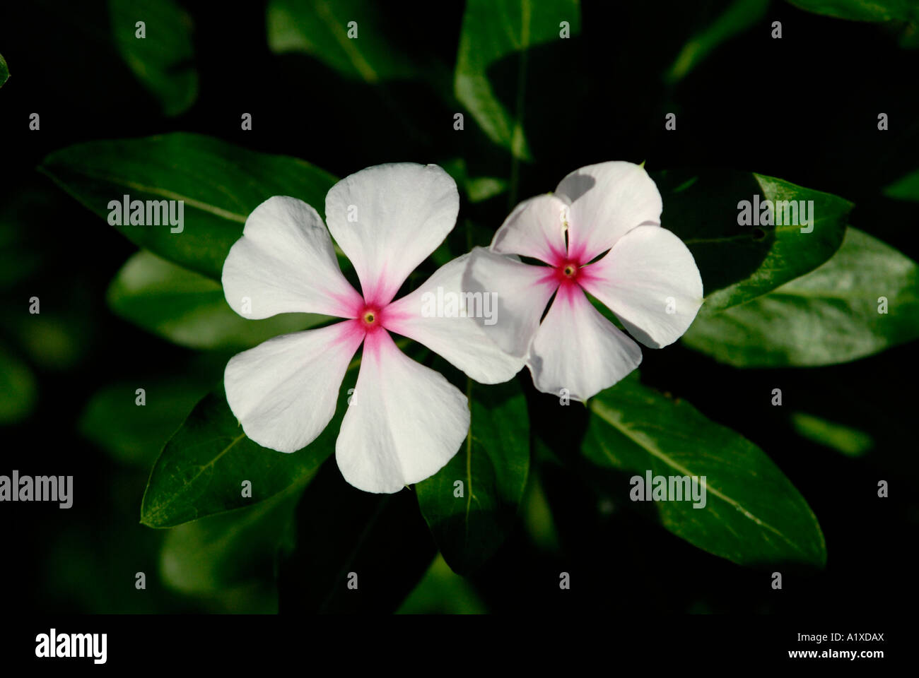 Madagascar rosy periwinkle flowers Stock Photo