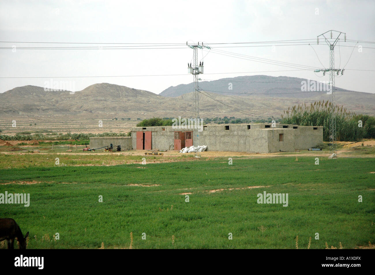 Small farm in Tunisia Stock Photo Alamy