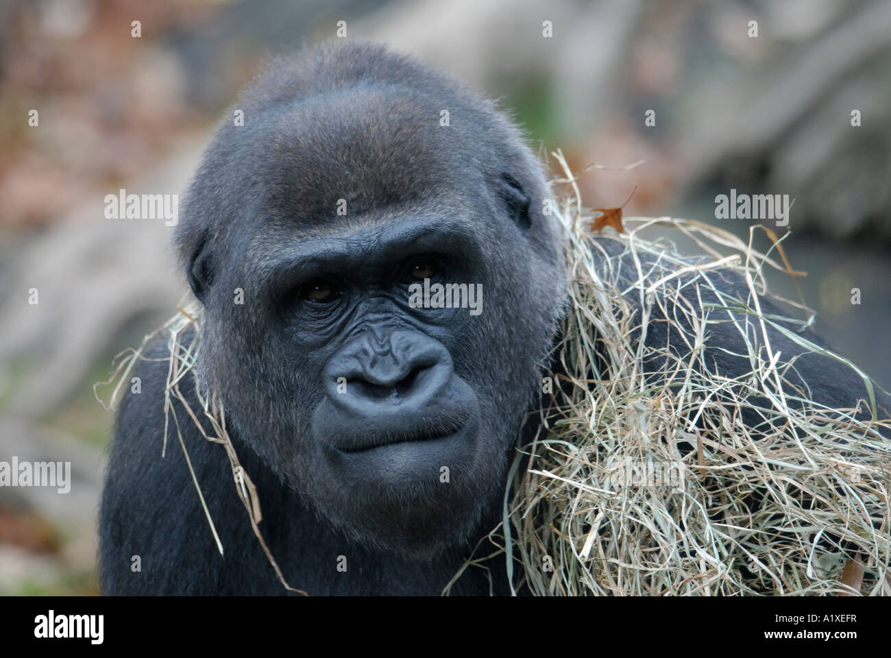 Playful gorilla after throwing hay on head Stock Photo