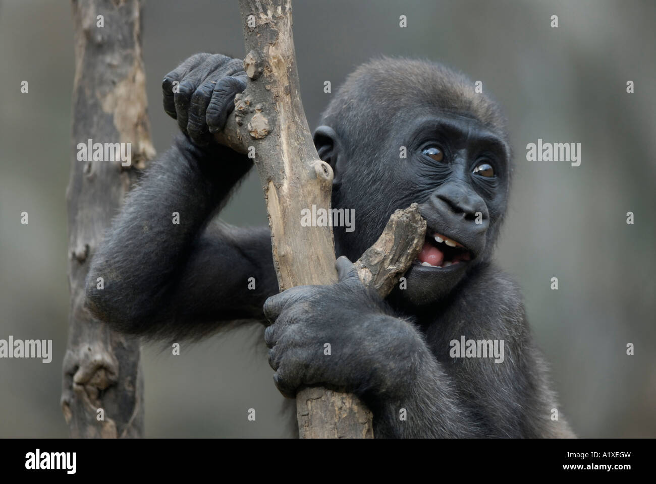 Playful baby gorilla chewing on stick Stock Photo