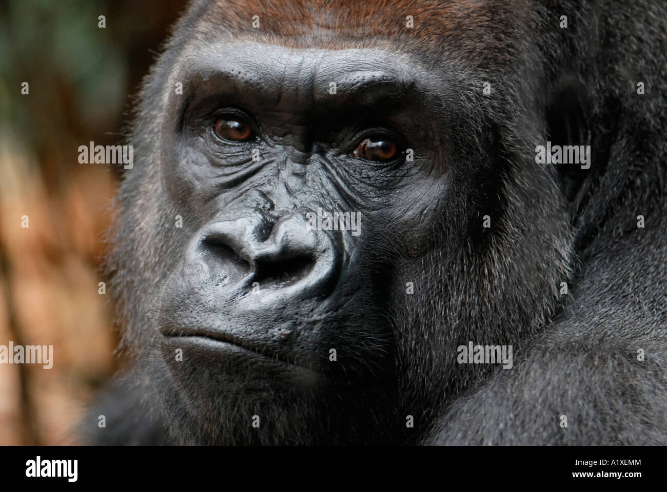 Western lowland gorilla silverback male looking at camera Stock Photo