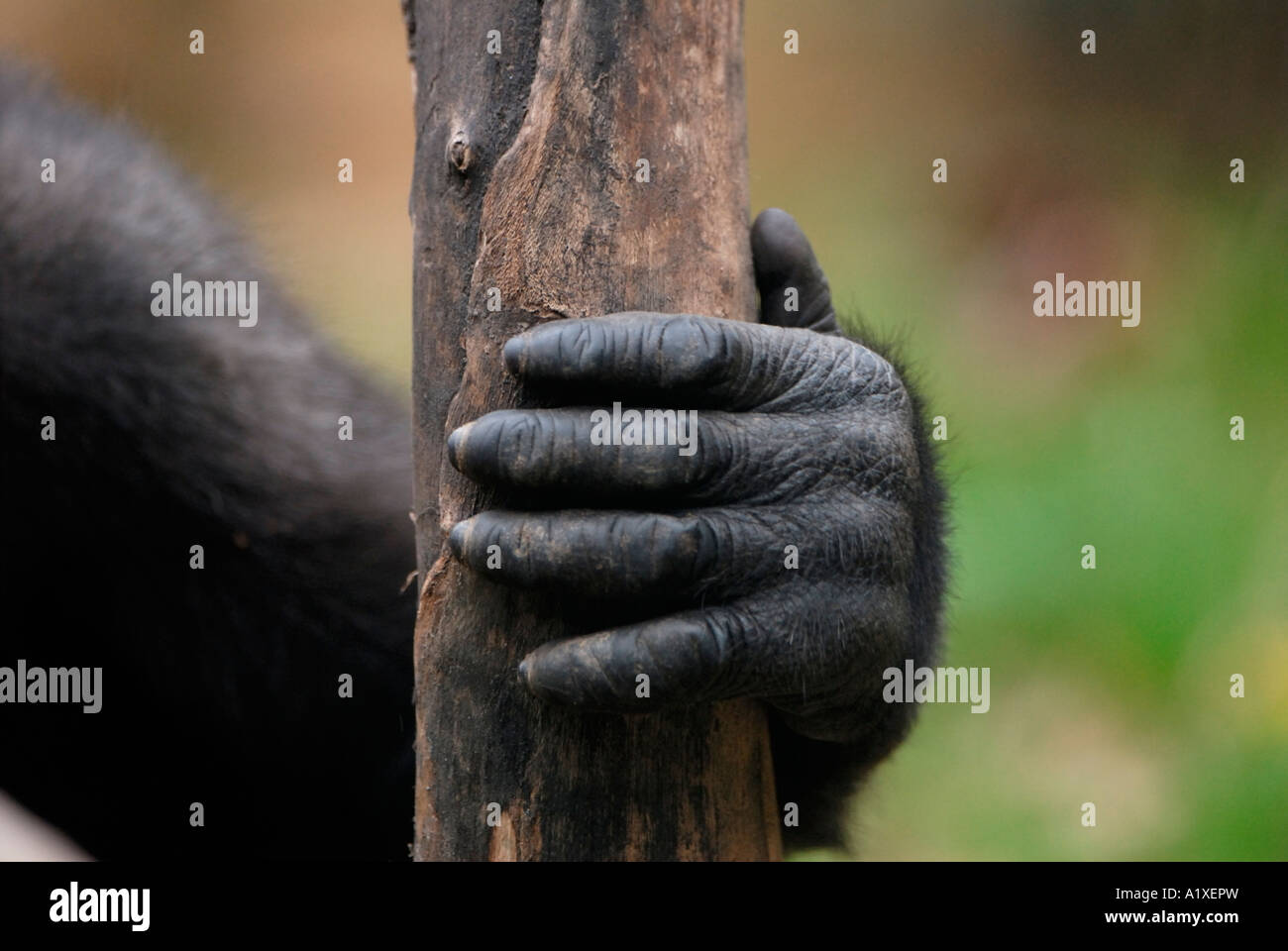 Gorilla hand Stock Photo Alamy