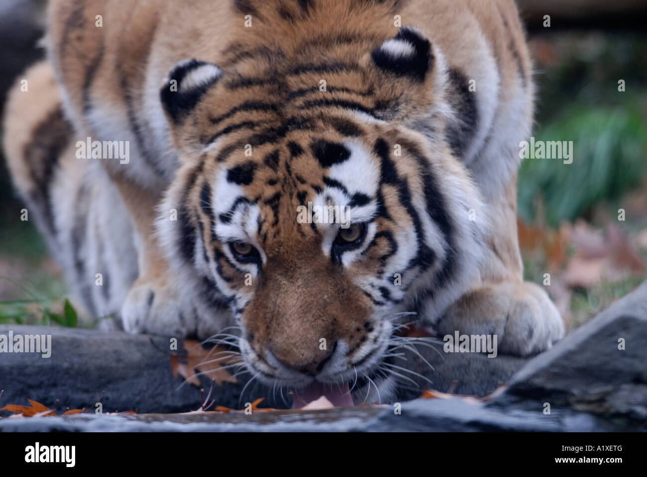 The Siberian or Amur tiger Stock Photo - Alamy