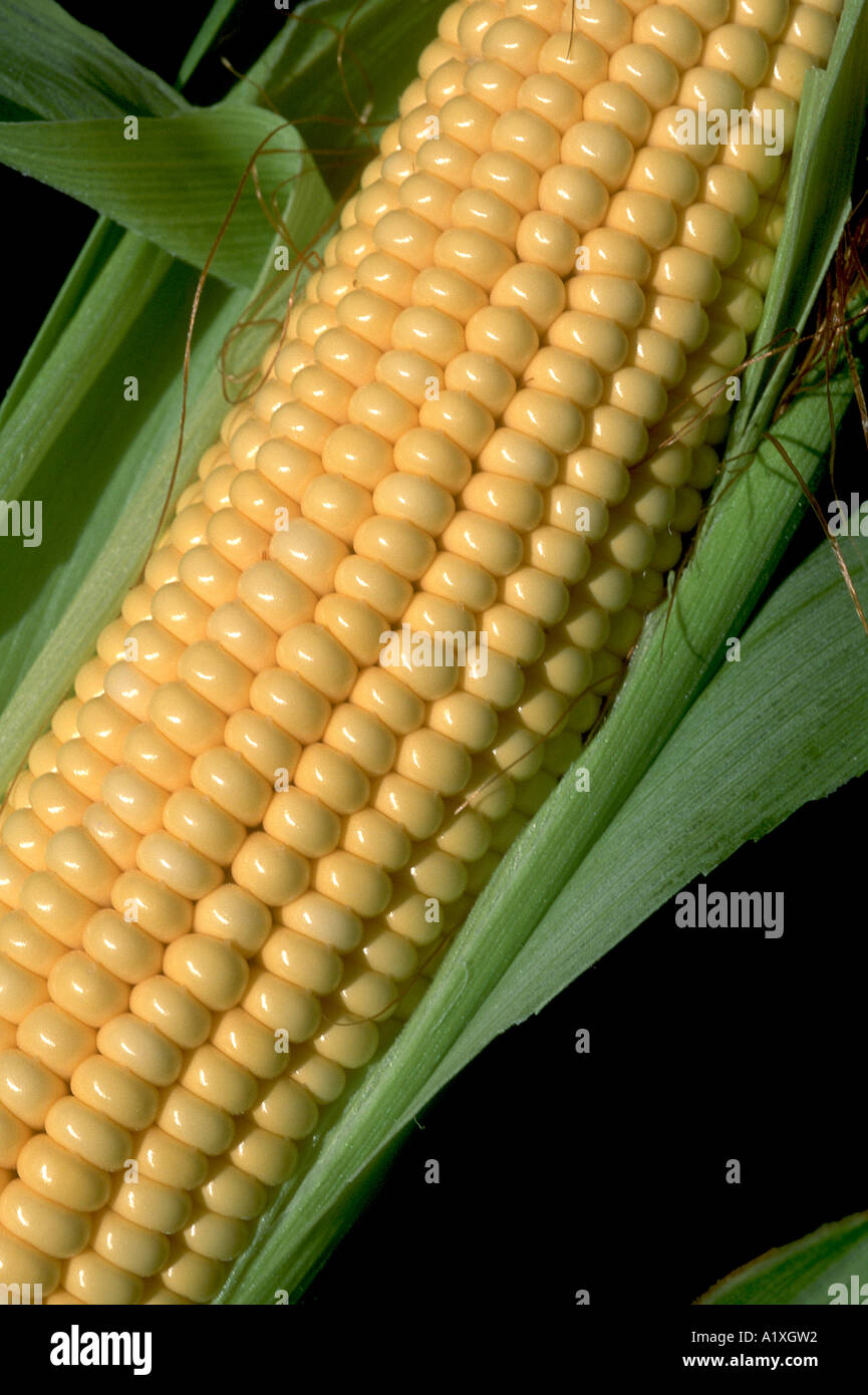 October Corn Sweet corn harvest hi-res stock photography and images - Alamy