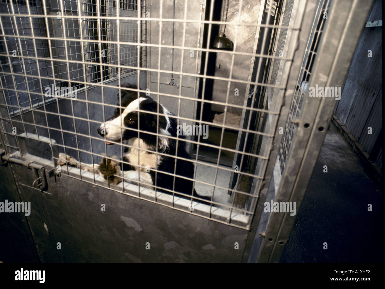STRAY DOG LOOKING THROUGH THE BARS OF METAL CAGE IN POUND HARINGEY LONDON Stock Photo