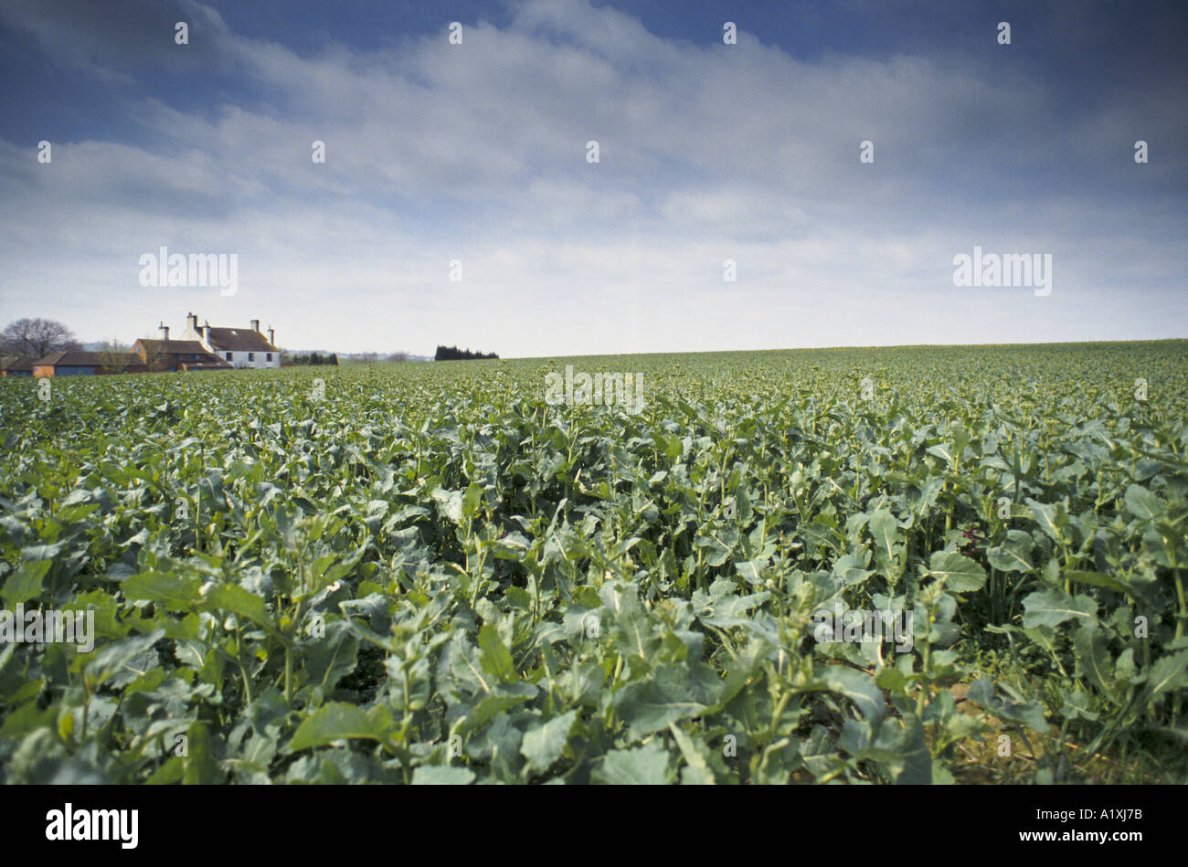 FIELD OF KALE CAMBRIDGE Stock Photo Alamy