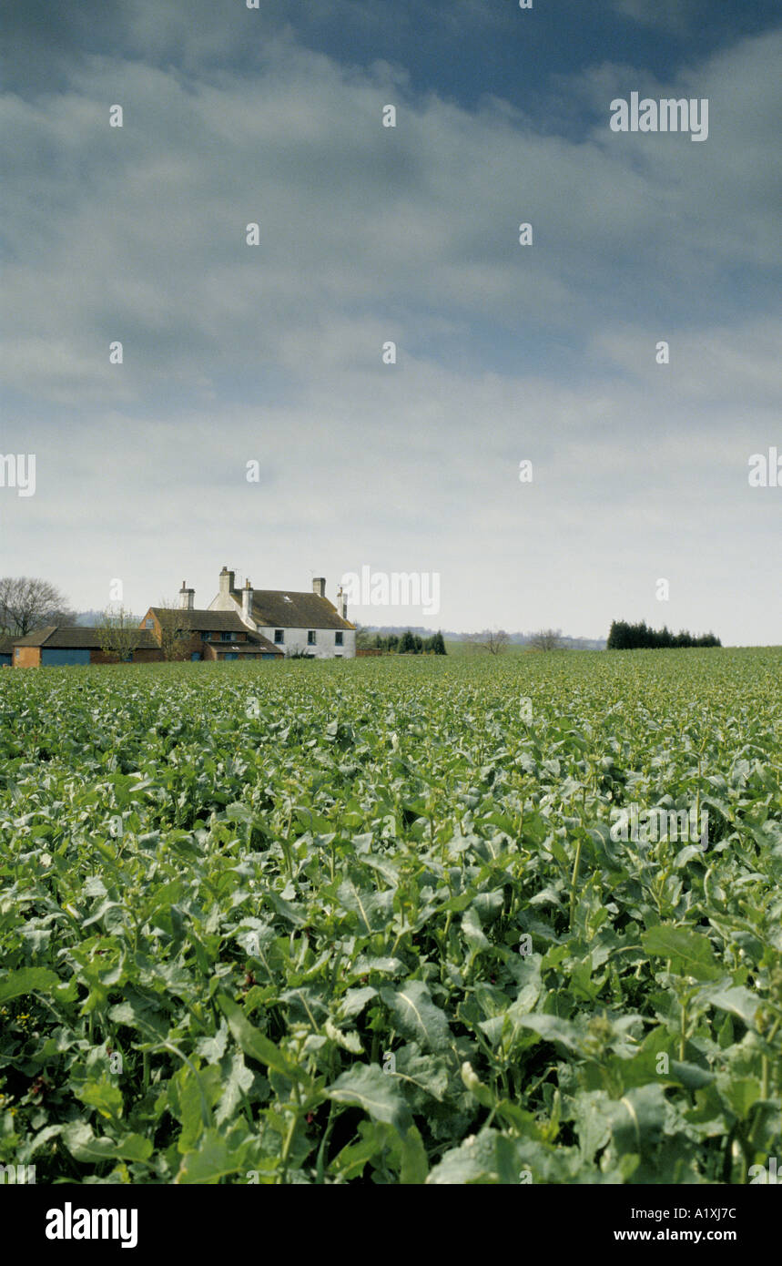 FIELD OF KALE CAMBRIDGE Stock Photo Alamy