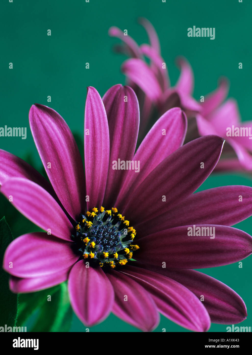 Osteospermum Purple Osoutis two flowers in close up focused on front flower against green background Stock Photo
