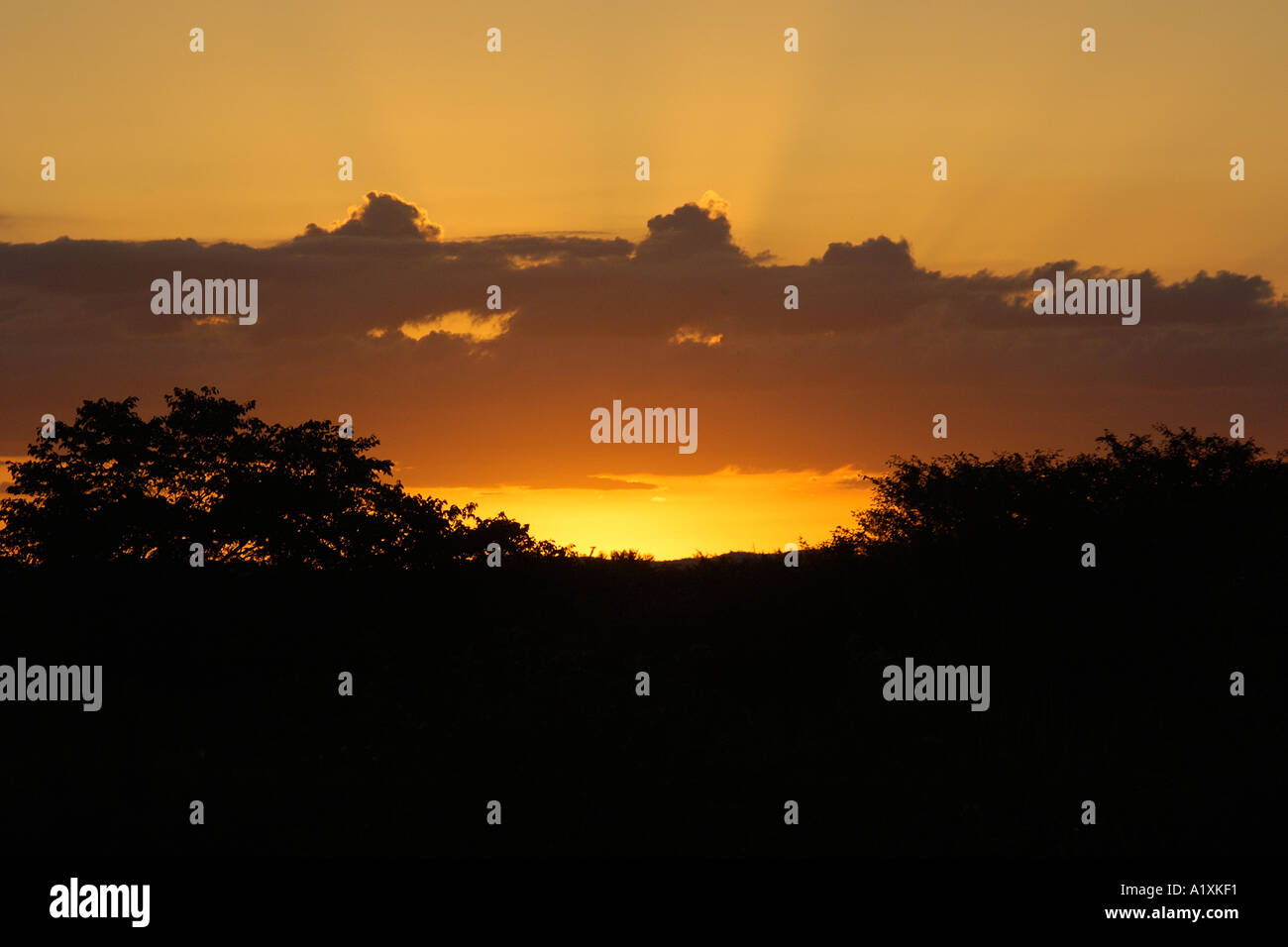 Brazil pantanal mato grosso hi-res stock photography and images - Alamy