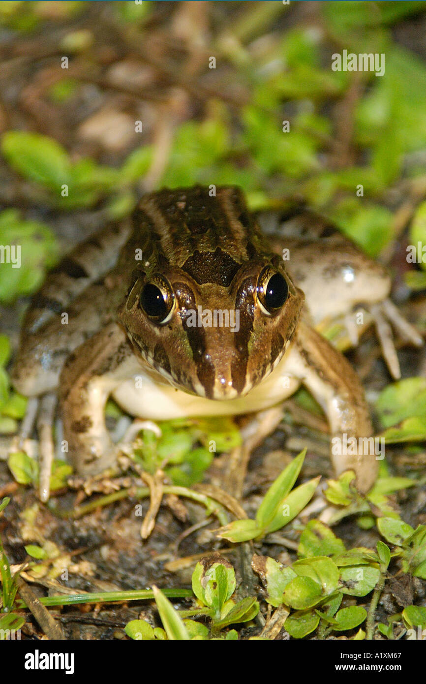Criolla bullfrog or butter frog Leptodactylus ocellatus at night southern Pantanal Mato Grosso