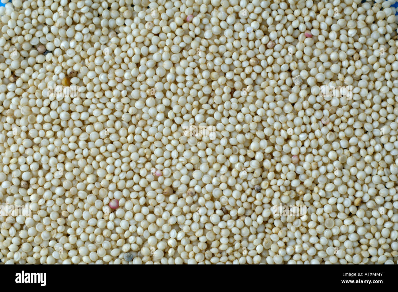 Amaranth Amaranthus species Amaranth Stock Photo - Alamy