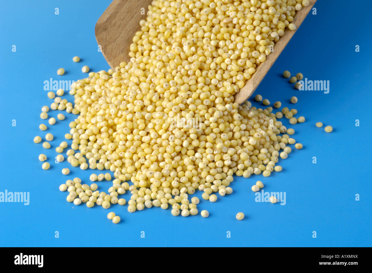 Common Millet Panicum miliaceum Echte Hirse Gewoehnliche Rispenhirse