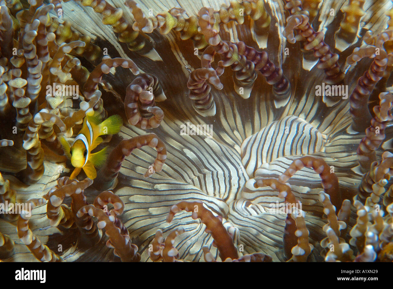 Anemone fish Amphiprion sp Dumaguete Negros Island Philippines Stock Photo