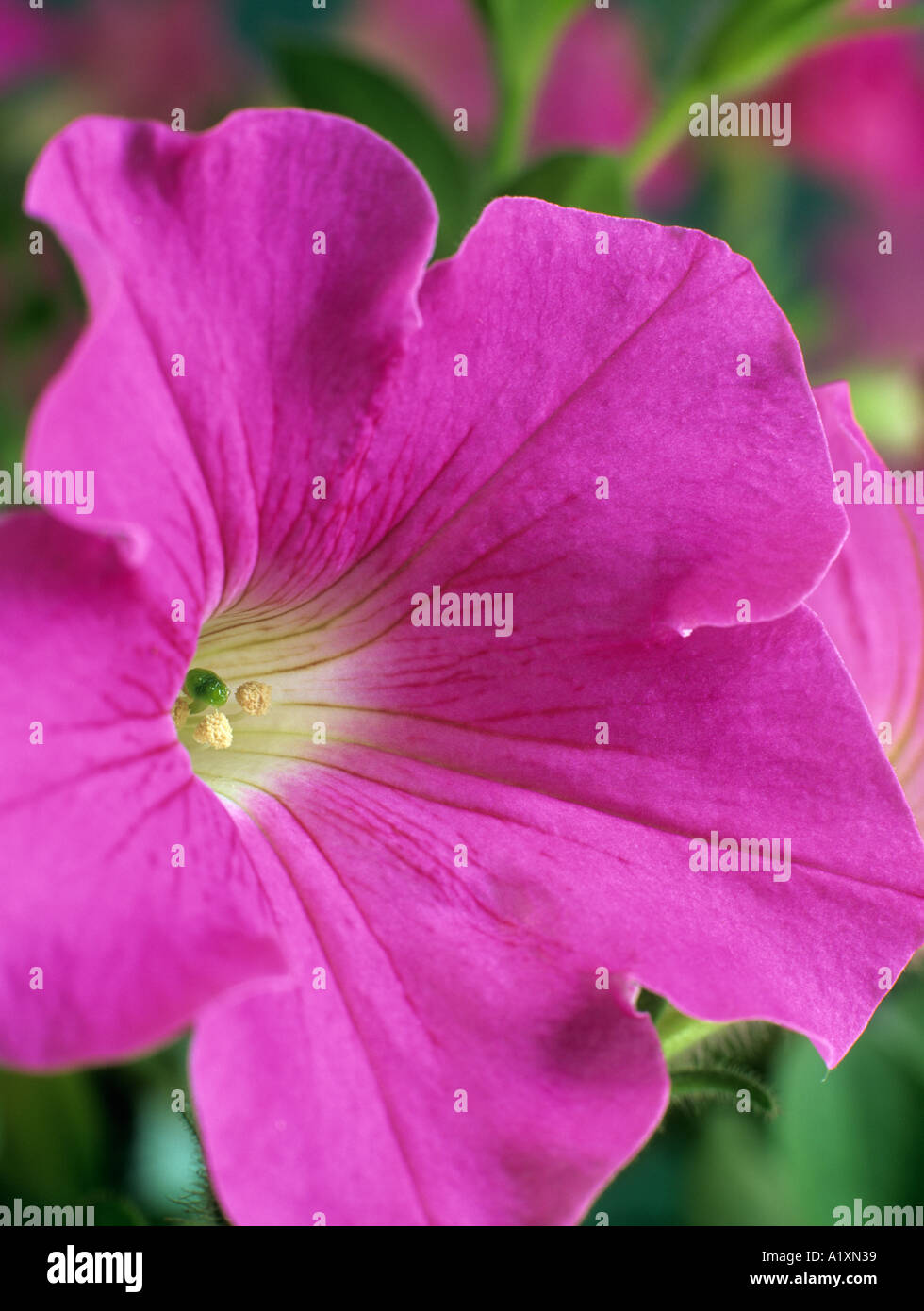 Multiflora trailing Petunia 'Pink Wave' in close up focused on centre in daylight Stock Photo
