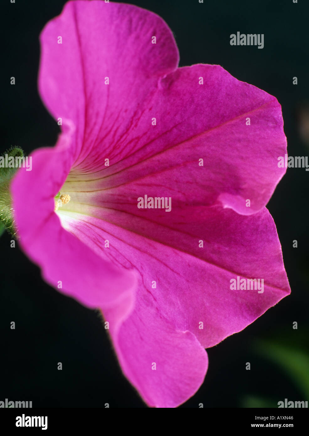 Multiflora trailing Petunia Pink Wave in close up focused on centre in daylight against dark background Stock Photo