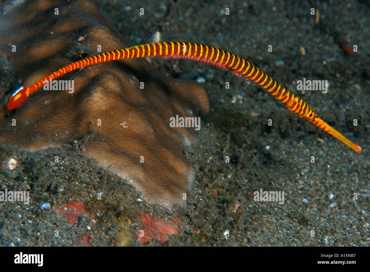 Pipefish underwater eggs hires stock photography and images Alamy