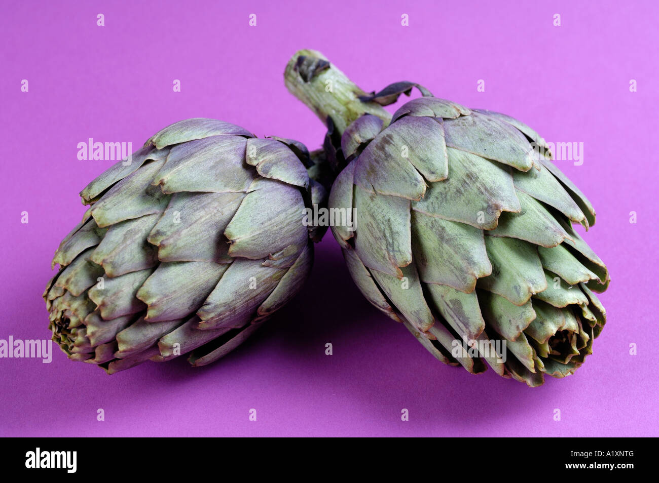 Artichoke Cynara scolymus Artischocke Stock Photo Alamy