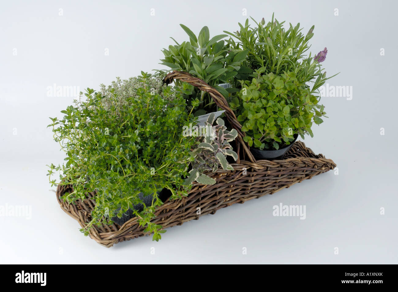 Diffrent herbs in a basket Verschiedene Kraeuter in einem Korb Stock Photo