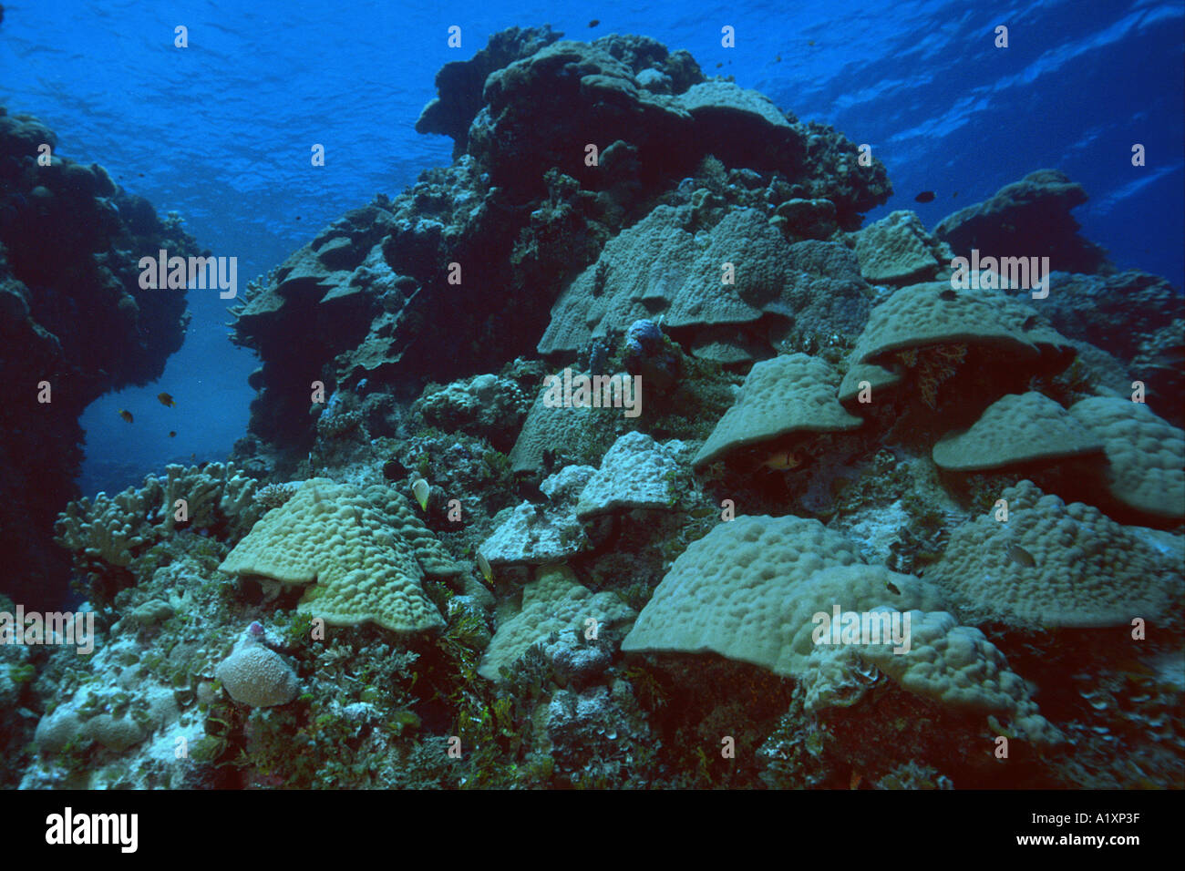 Coral reef Ailinginae Marshall Islands N Pacific Stock Photo