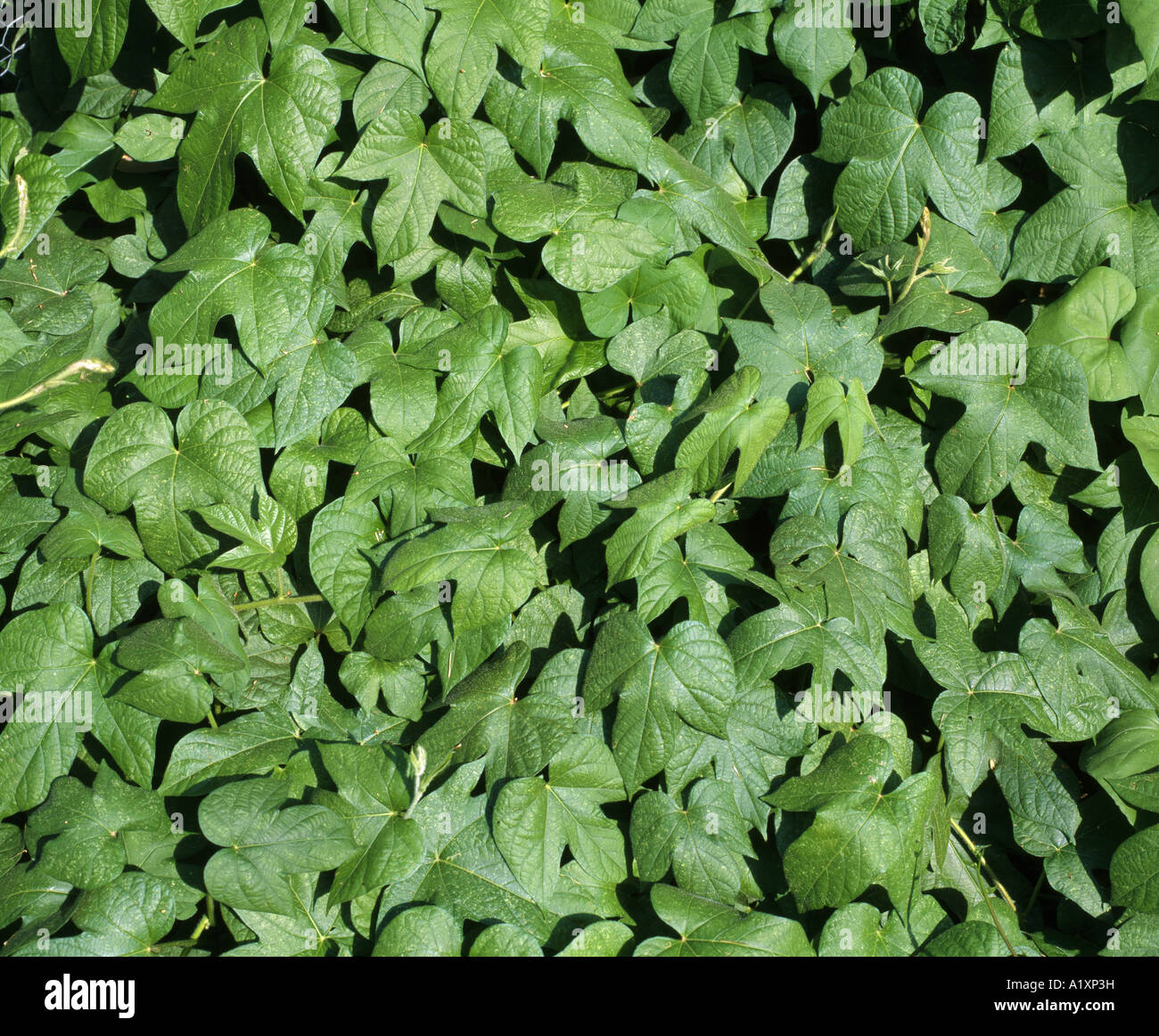 LEAF DISTRIBUTION MORNING GLORY 'EARLY CALL' (IPOMOEA SP) Stock Photo