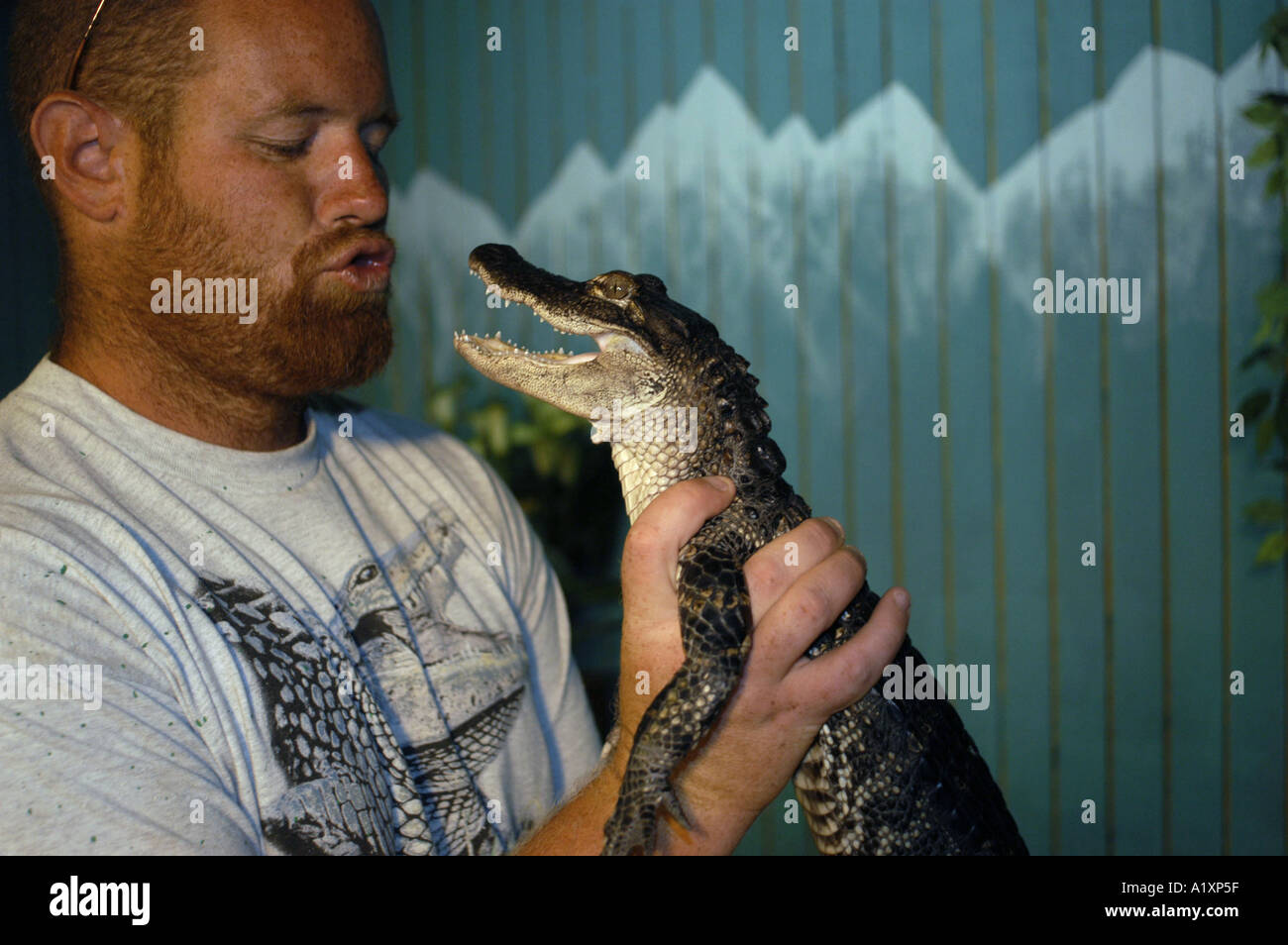 A man holds and pouts at a year old alligator at an alligator farm ...